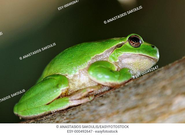 Common Treefrog (Hyla arborea kretensis) is quite common on Crete