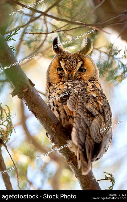 long-eared owl