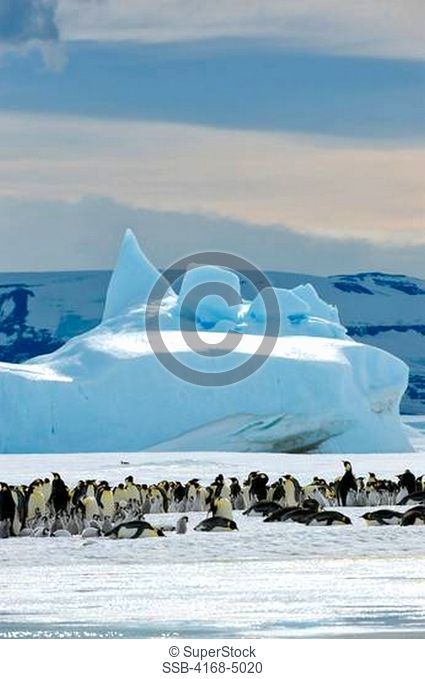 antarctica, weddell sea, snow hill island, emperor penguin colony aptenodytes forsteri on fast ice
