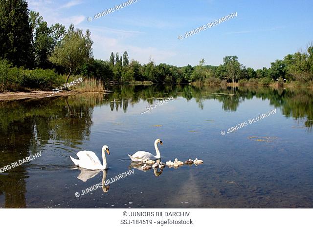Mute Swan (Cygnus olor). Couple with cygnets swimming on an oxbow lake. Germany
