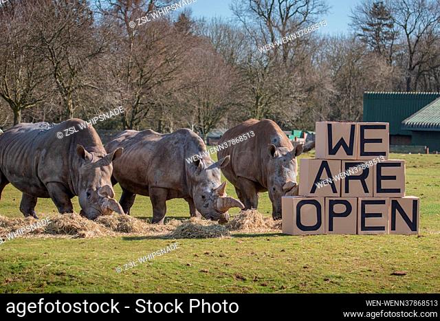 A ‘crash of rhinos’ at ZSL Whipsnade Zoo put on a smashing opening ceremony today (Monday 12 April), getting the UK's largest Zoo back open for business in the...