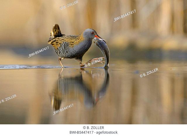 water rail (Rallus aquaticus), walking through shallow water with catched fish in the bill, side view, Hungary, Kiskunsag National Park