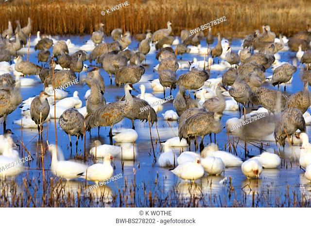 snow goose Anser caerulescens atlanticus, Chen caerulescens atlanticus, Snow Geese and Sandhill Cranes in Wildlife Refuge at dawn, USA, New Mexico
