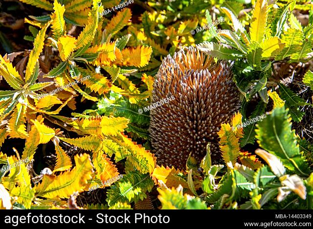 Beautiful flower at the botanic garden of Wellington, New Zealand