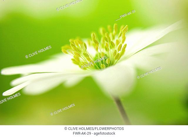 Anemone, Anemone blanda, Side view of single white flowers growing outdoor