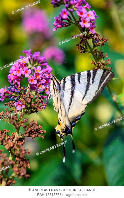 A dovetail butterfly (Papilio machaon) is sitting on a flower in Zeischa (Brandenburg), 06 Jul 2019 | usage worldwide. - Zeischa/Brandenburg/Germany