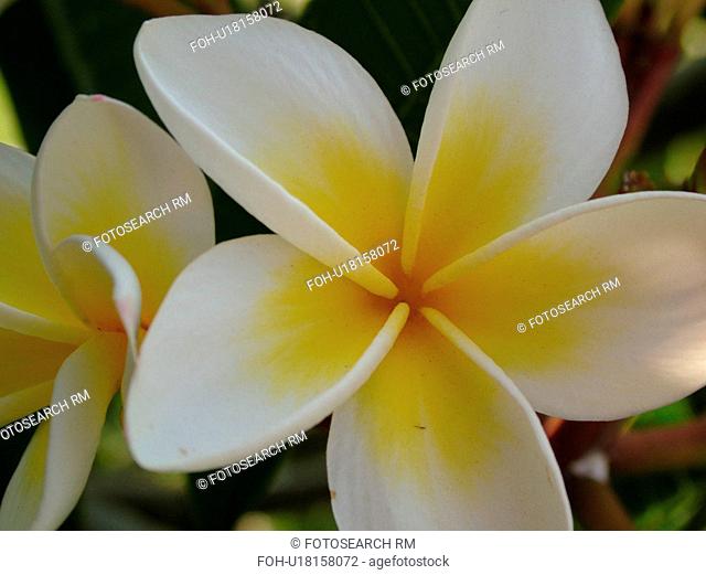 Kauai, HI, Hawaii, Plumeria or Frangipani Blossoms, Plumeri Hybrid, flowers