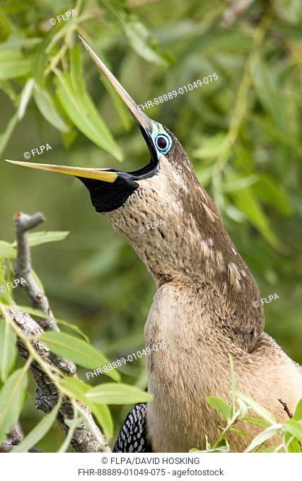Anhinga, Anhinga anhinga, ,female in breeding plumage calling