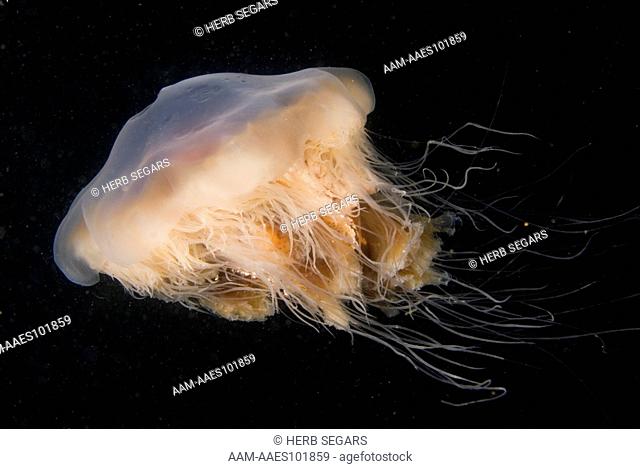 A Lion's Mane Jellyfish (Cyanea capillata) in the plankton-laden waters above the Keel Wreck off the coast of New Jersey, USA