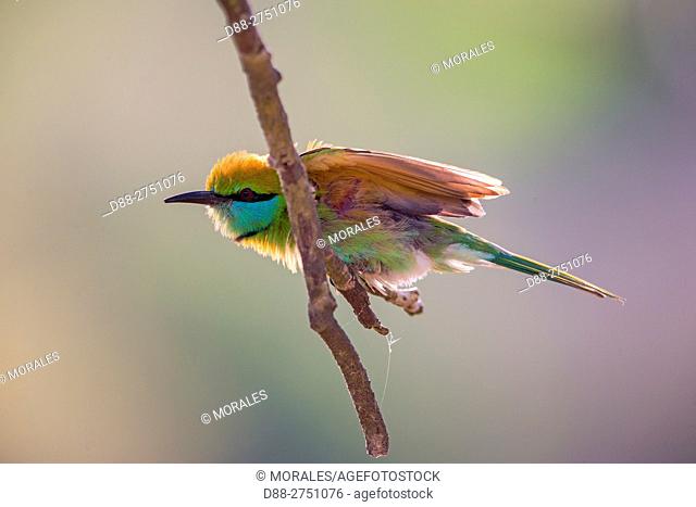Sri Lanka, Yala national patk, Little green bee-eater (Merops orientalis), snorts