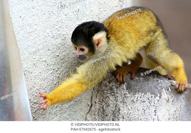 APELDOORN - The first time outside till the winter for the squirrel monkeys in the primate park Apenheul in the Dutch city Apeldoorn Thursday 26-3-2015