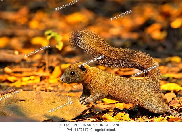 Grey-bellied Squirrel (Callosciurus caniceps) in morning light standing vigilant on forest floor in rainforest, Kaeng Krachan National Park