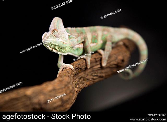 Green chameleon, lizard background