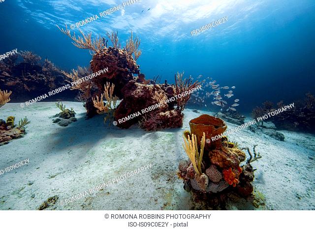 Scenic underwater view of coral reef, Eleuthera, Bahamas