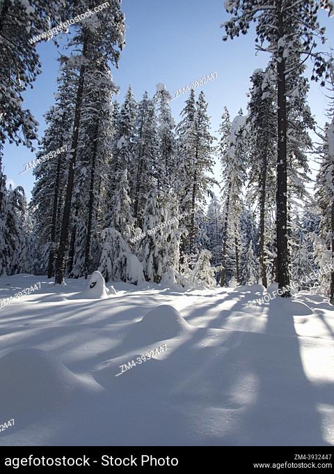 A winter scene with the snow-covered forest at Lake Wenatchee State Park in eastern Washington State, USA