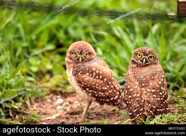 Family with Baby Burrowing owls Athene cunicularia perched outside a burrow on Marco Island, Florida