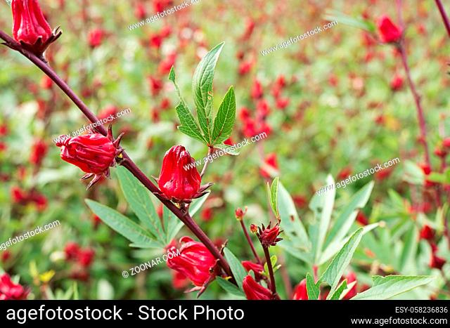 red roselle flowers in the farm at Luye, Taitung, Taiwan