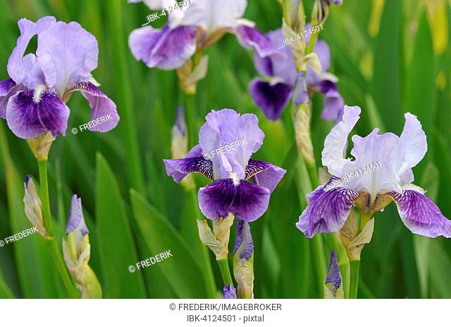 Iris (Iris sp), North Rhine-Westphalia, Germany