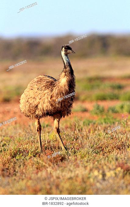 Emu (Dromaius novaehollandiae), Sturt National Park, New South Wales, Australia