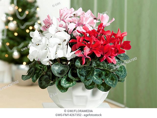 CYCLAMEN PERSICUM MIX (WHITE PINK RED)