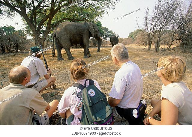 Tourists with a guide watching an elephant on Goliath safari trail from a close distance