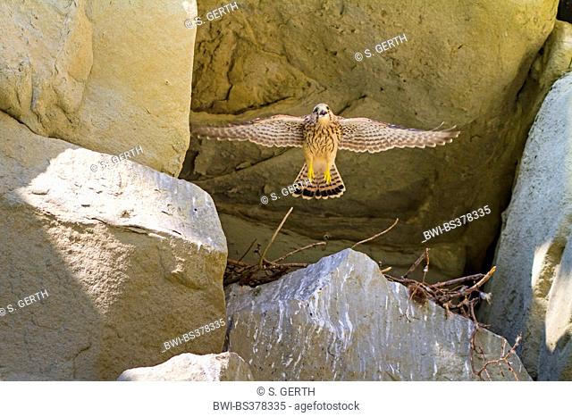 European Kestrel, Eurasian Kestrel, Old World Kestrel, Common Kestrel (Falco tinnunculus), young kestrel takes off its nest, Switzerland, Sankt Gallen, Rheineck