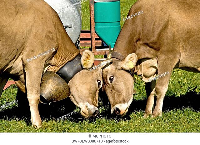domestic cattle Bos primigenius f. taurus, two fighting cows, Germany, Bavaria, Allgaeu