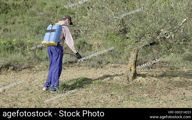 Young man with a face mask spraying herbicide in a field of olive trees. 4K. Bargota, Navarra, Spain, Europe