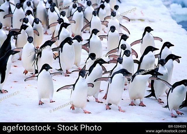 Adelie penguin (pygoscelis adeliae), colony on ice field, Paulet Island in Antarctica