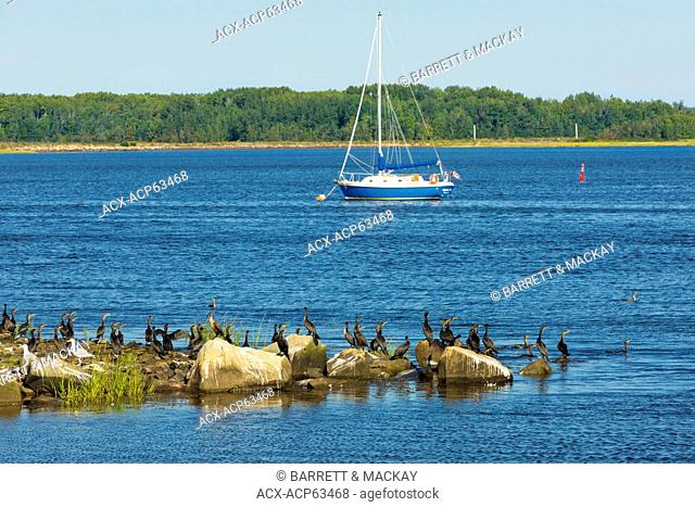 Cormorants and sailboat, Wallace, Nova Scotia, Canada