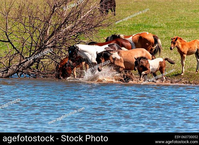 A herd of horses with foals drink water from the pond and frolic. Bashkiria