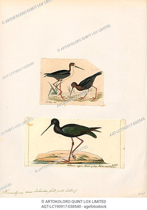 Himantopus novae zelandiae, Print, Stilt, Stilt is a common name for several species of birds in the family Recurvirostridae