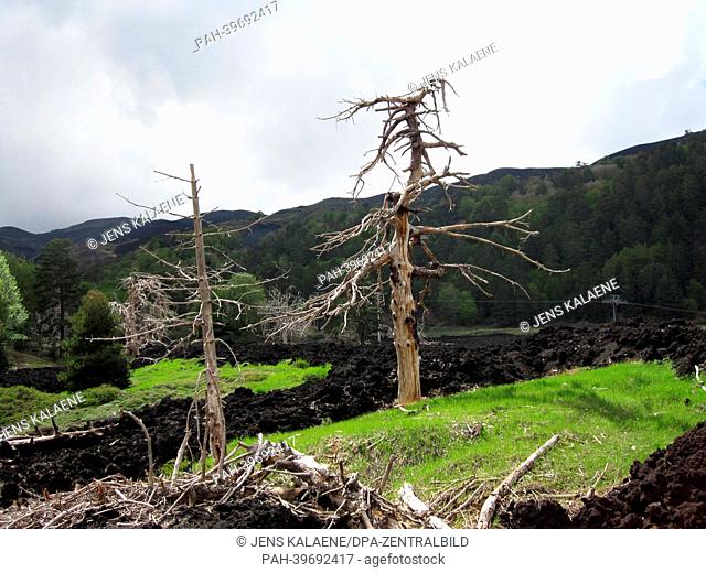 Dead trees stand in a lava field surrounded by green forest and grass on Mount Etna near Zafferana Etnea,  Sicily, Italy, 07 May 2013