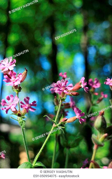 Wild flowers Silene dioica lit by the rays of the summer sun