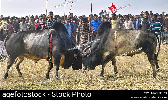 Two bulls fight at a field crowded with spectators in Sylhet’s Bolaura area. Owners of the bulls from different districts in Sylhet division bring their animals...