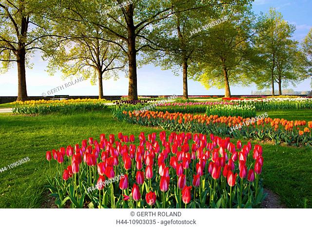 Morges, tulip festival, Switzerland, Europe, canton, Vaud, Genevan, lake, Leman, park, flowers, tulips, trees, spring