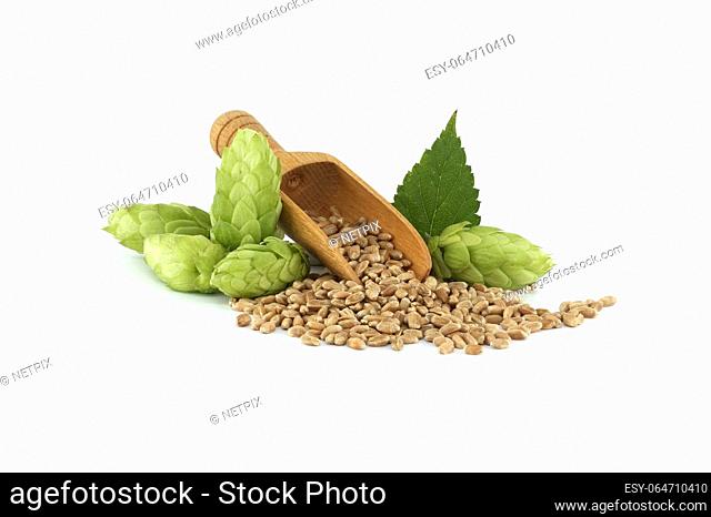 Fresh green hops cones and wooden scoop filled with grains isolated on white background, beer brewing ingredients