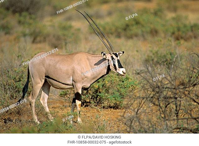 Beisa Oryx Oryx gazella beisa adult, Kenya