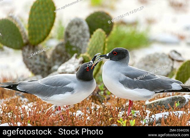A couple of Swallow-tailed gulls (Creagrus furcatus) displaying courtship (mating) behavior on Genovesa Island (Tower Island) in the Galapagos Islands, Ecuador