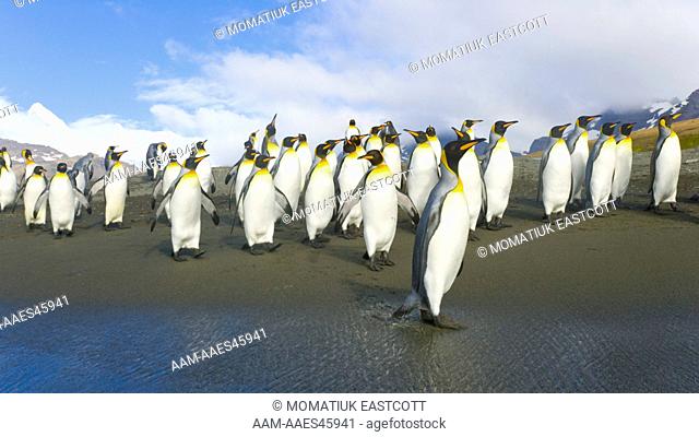 King Penguins (Aptenodytes patagonicus) walking in groups along surf line near rookery, fall, St. Andrews Bay; Southern Ocean; Antarctic Convergance; South...