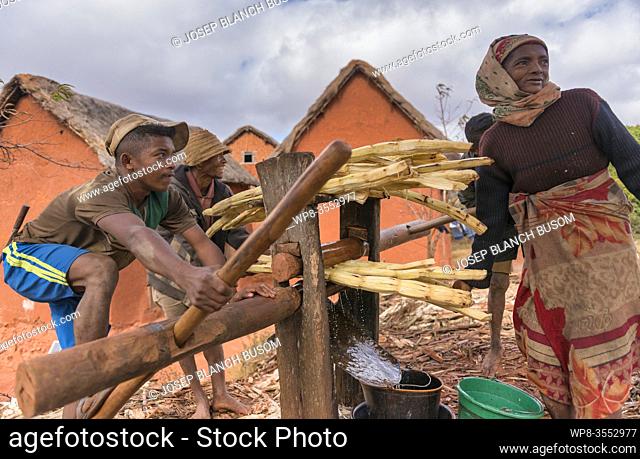 Malagasy family squeezing sugar cane to make rum. Madagascar