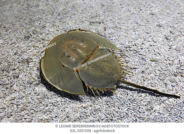 Captive Chinese horseshoe crab (Tachypleus tridentatus), aka Japanese horseshoe crab, or Tri-spine horseshoe crab. Dream Aquarium, Shenzhen, China