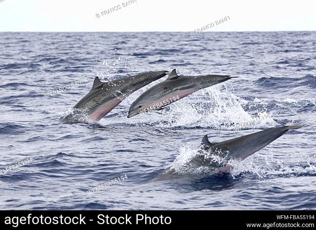 Group of Frasers Dolphins, Lagenodelphis hosei, Caribbean Sea, Dominica