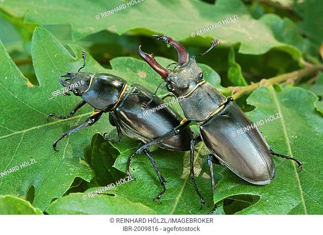 Stag beetles (Lucanus cervus), female left, male right, Burgenland, Austria, Europe