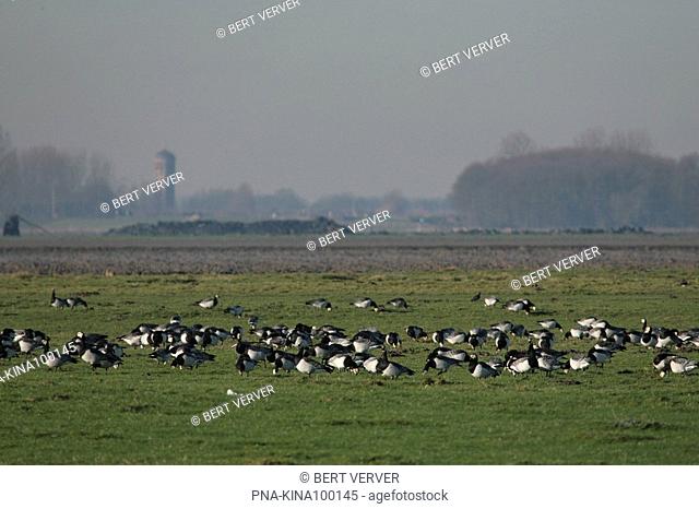 Barnacle Goose Branta leucopsis - Oude land van Strijen, Strijen, Hoeksche Waard, South Holland, The Netherlands, Holland, Europe