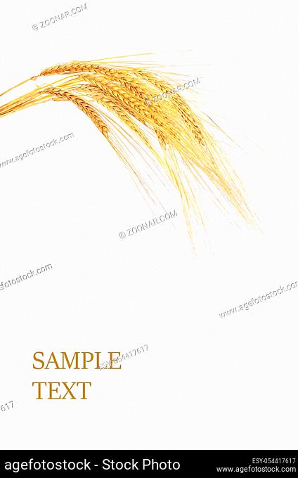 Ears of ripe wheat isolated on white