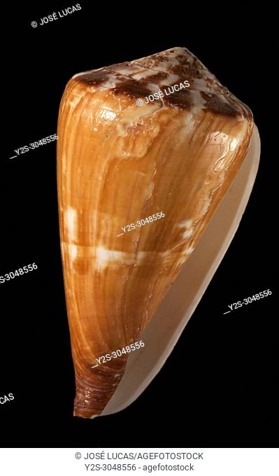 Seashell of Flag cone (Conus vexillum), Malacology collection, Spain, Europe