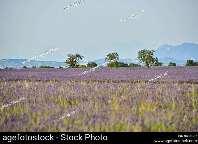 Trees growing next to True lavender (Lavandula angustifolia) fields near Valensole, Provance, France, Europe