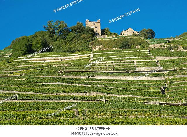 Lavaux, wine region at the lake Geneva