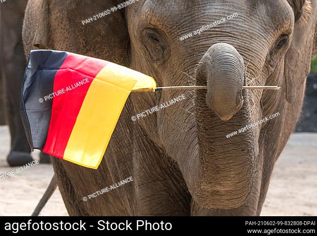 02 June 2021, Hamburg: Elephant lady Yashoda waves a Germany flag at Hagenbeck Zoo on the occasion of the upcoming European Football Championship
